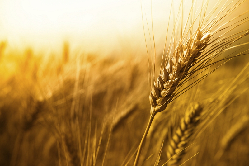 Україна пшениця поле